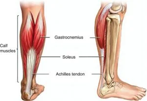 Anatomy of the calf region