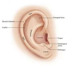 anatomy of the ear for otoplasty