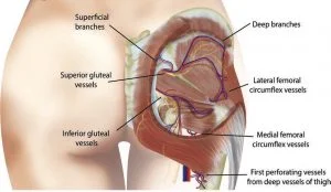 brazilian butt lift anatomy