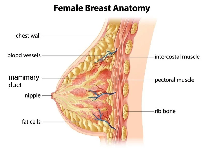 anatomy for breast reduction surgery