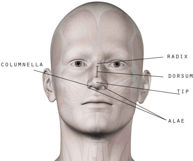 alar-base-reduction-alarplasty-facial-dimensions.png?format=webp&nv=212368fc-2000-40d1-9026-c0f94abda644