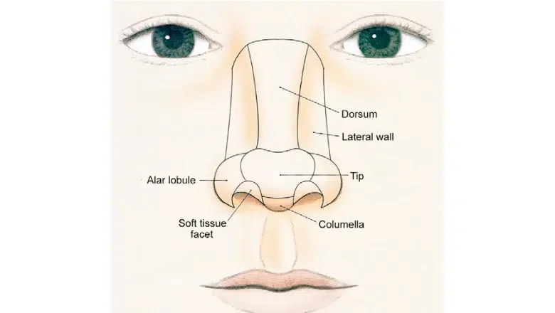 different parts of the nose