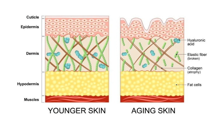 facial ageing process