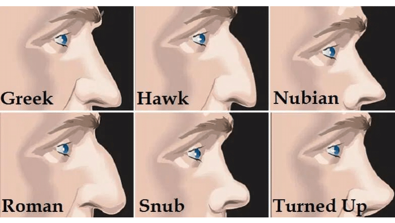attractive nose shapes