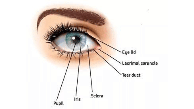 eyelid anatomy blepharoplasty