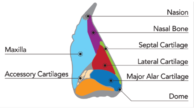 nasal bone and cartilages