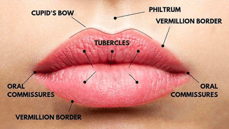 Lip anatomy
